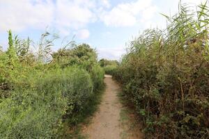 ein afek Natur Reservieren im Nord Israel. Feuchtgebiet mit ein Fülle von Tiere und zugänglich Wanderwege foto