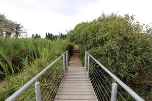 ein afek Natur Reservieren im Nord Israel. Feuchtgebiet mit ein Fülle von Tiere und zugänglich Wanderwege foto