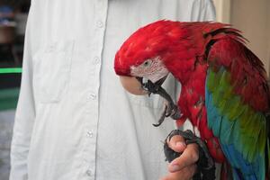 Nahansicht bunt rot Grün Ara Papagei Vogel auf Person Hand foto