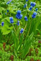 Frühling Blumen von Muscari armeniacum unter Grün Gras im ein Frühling Garten im Sonnenlicht foto