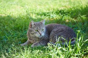süß grau Katze Lügen im Grün Kleeblatt Nahansicht foto