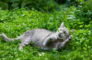 süß grau Katze Theaterstücke mit Gras im Grün Kleeblatt Nahansicht foto