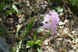 nackt Mann Orchidee Orchis kursiv foto