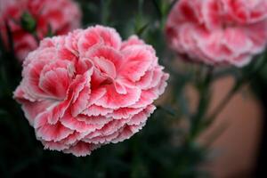 heiter Rosa Nelken im voll blühen foto