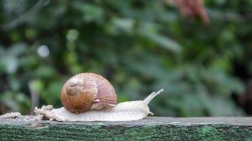 große kriechende Gartenschnecke mit gestreiftem Gehäuse. ein großes weißes Weichtier mit einer braun gestreiften Schale. Sommertag im Garten. Burgunder, römische Schnecke mit unscharfem Hintergrund. Helixpromatie. foto