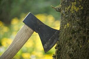 Axt stecken im Baum Stumpf im Hintergrund von fiel Wald foto