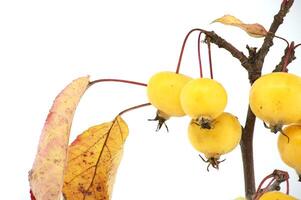 Krabbe Apfel Über Weiß Hintergrund, Malus Sylvestris foto