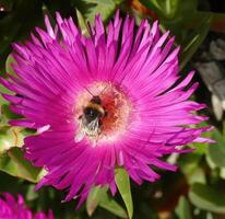 Hummel Sammeln Pollen von Eis Pflanze foto