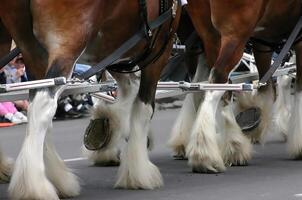 Detail, Clydesdale Pferde ziehen Wagen foto