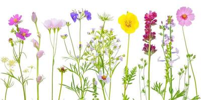 Wildblumen Dekoration Blumen- Flatlay auf Weiß Hintergrund foto