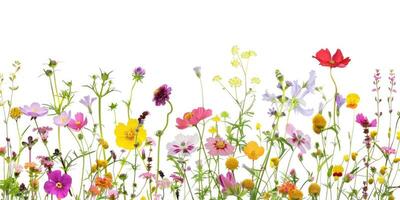 Wildblumen Dekoration Blumen- Flatlay auf Weiß Hintergrund foto