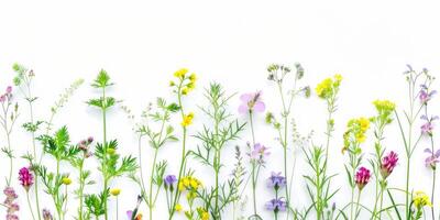 Wildblumen Dekoration Blumen- Flatlay auf Weiß Hintergrund foto