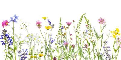 Wildblumen Dekoration Blumen- Flatlay auf Weiß Hintergrund foto