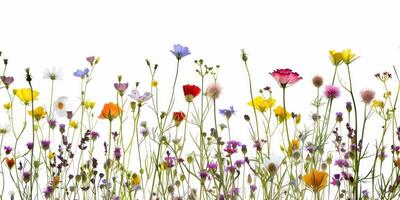 Wildblumen Dekoration Blumen- Flatlay auf Weiß Hintergrund foto