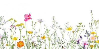 Wildblumen Dekoration Blumen- Flatlay auf Weiß Hintergrund foto