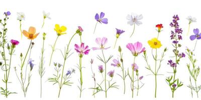 Wildblumen Dekoration Blumen- Flatlay auf Weiß Hintergrund foto