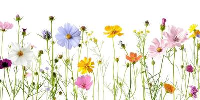 Wildblumen Dekoration Blumen- Flatlay auf Weiß Hintergrund foto