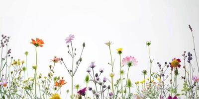 Wildblumen Dekoration Blumen- Flatlay auf Weiß Hintergrund foto