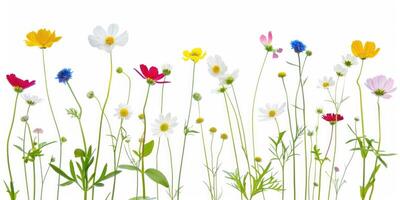 Wildblumen Dekoration Blumen- Flatlay auf Weiß Hintergrund foto