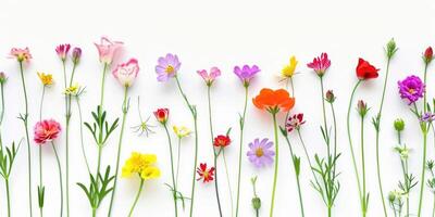 Wildblumen Dekoration Blumen- Flatlay auf Weiß Hintergrund foto