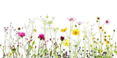 Wildblumen Dekoration Blumen- Flatlay auf Weiß Hintergrund foto