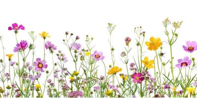 Wildblumen Dekoration Blumen- Flatlay auf Weiß Hintergrund foto