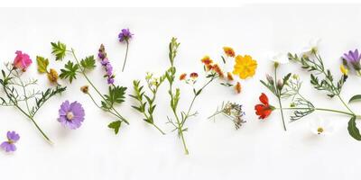 Wildblumen Dekoration Blumen- Flatlay auf Weiß Hintergrund foto