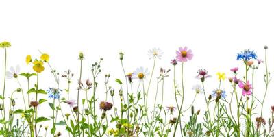 Wildblumen Dekoration Blumen- Flatlay auf Weiß Hintergrund foto