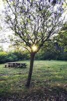 Baumstamm im Wald foto