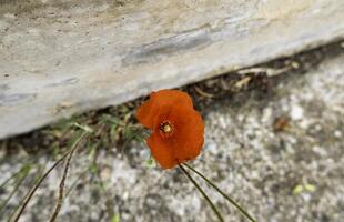 wild rot Mohn foto