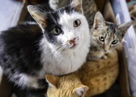 streunend Katzen im das Straße foto