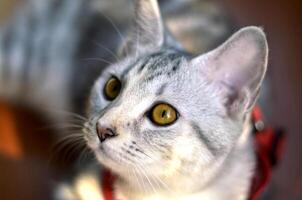 Porträt von jung schön amerikanisch kurzes Haar Katze mit Gelb Augen und grau gestreift Fell. foto