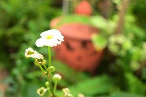 Weiß klein Pfeil Kopf Amazonas Blume und Grün Blätter. foto