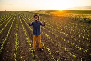 afrikanisch Farmer ist Stehen im seine wachsend Weizen Feld. er ist zufrieden mit Fortschritt von Pflanzen. foto