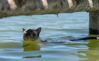 siamesische katze schwimmt im wasser foto