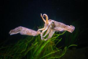 das verbreitet europäisch Tintenfisch Sepia officinalis unter Wasser foto