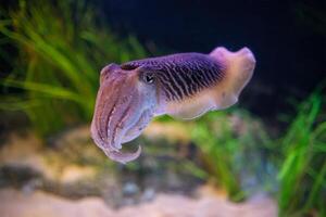 das verbreitet europäisch Tintenfisch Sepia officinalis unter Wasser foto