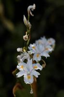 weiße Irisblüten foto