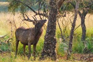 männlich Sambar rusa einfarbig Hirsch im Ranthambore National Park, Rajasthan, Indien foto