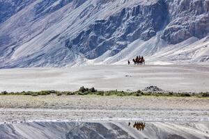 Touristen Reiten Kamele im nubra Schlucht, Ladakh, Indien foto