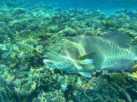 lebende Korallen, die natürliche Unterwasserwelt des Ozeans. Riff im Meer. grosser Fisch foto