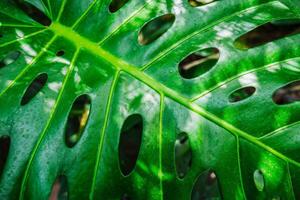 Monstera Deliciosa Blatt foto