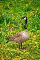 Kanada Gans auf Gras schließen oben foto