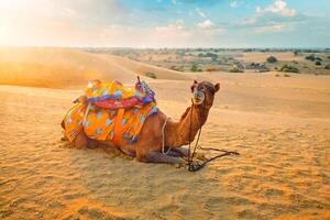 indisch Kamel im Sand Dünen von thar Wüste auf Sonnenuntergang. Jaisalmer, Rajasthan, Indien foto