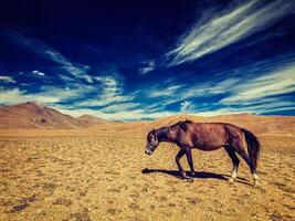 Pferd im Himalaya foto