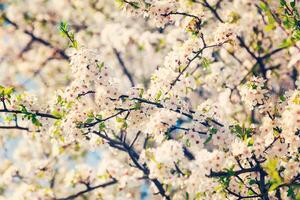 Apfel Baum blühen Ast foto