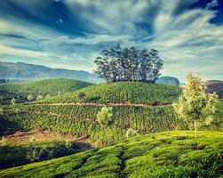 Grüntee-Plantagen in Munnar, Kerala, Indien foto