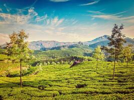 Tee Plantagen, Munnar, Kerala Zustand, Indien foto