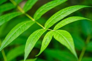 China-Sumach ailanthus altissima Baum Ast foto