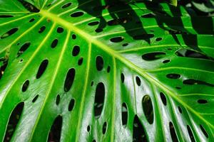 Monstera Deliciosa Blatt foto